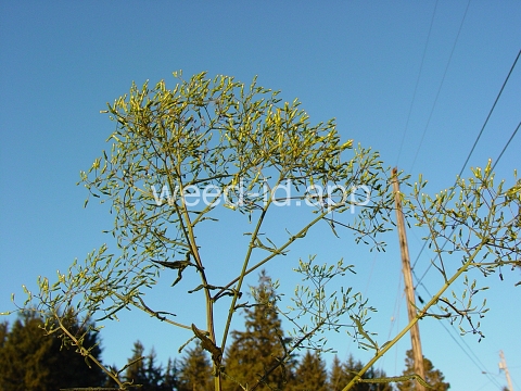 burnweed, Australian